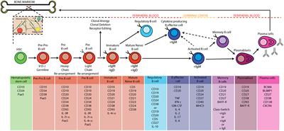 Frontiers | B Cells As A Therapeutic Target In Paediatric Rheumatic Disease